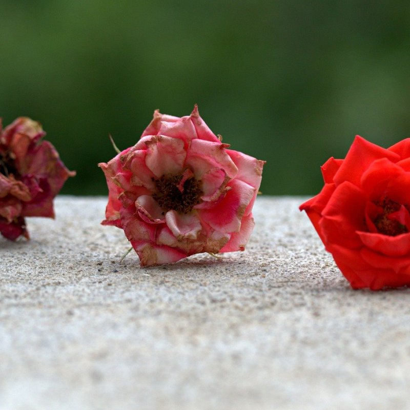 L’evoluzione delle Cose